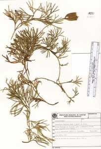 Diphasiastrum thyoides image