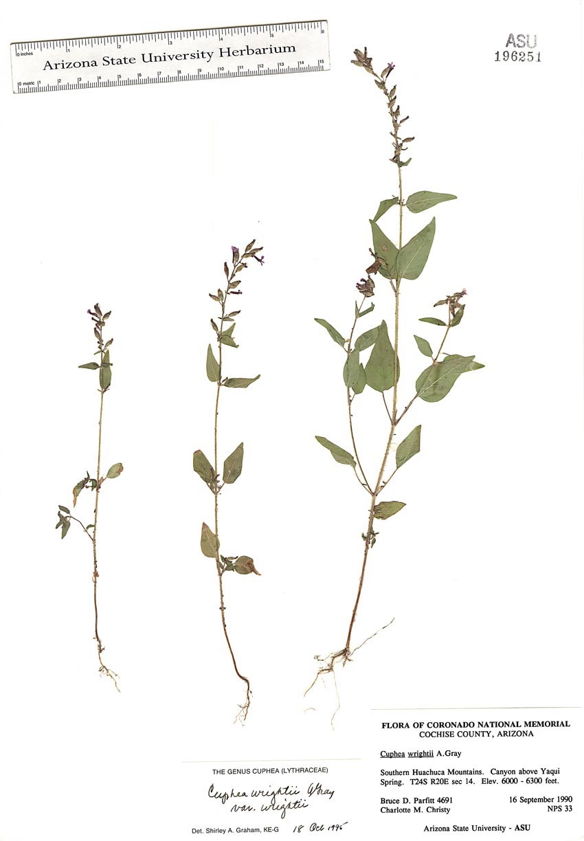 Cuphea wrightii var. wrightii image