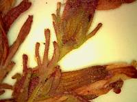 Cordylanthus parviflorus image