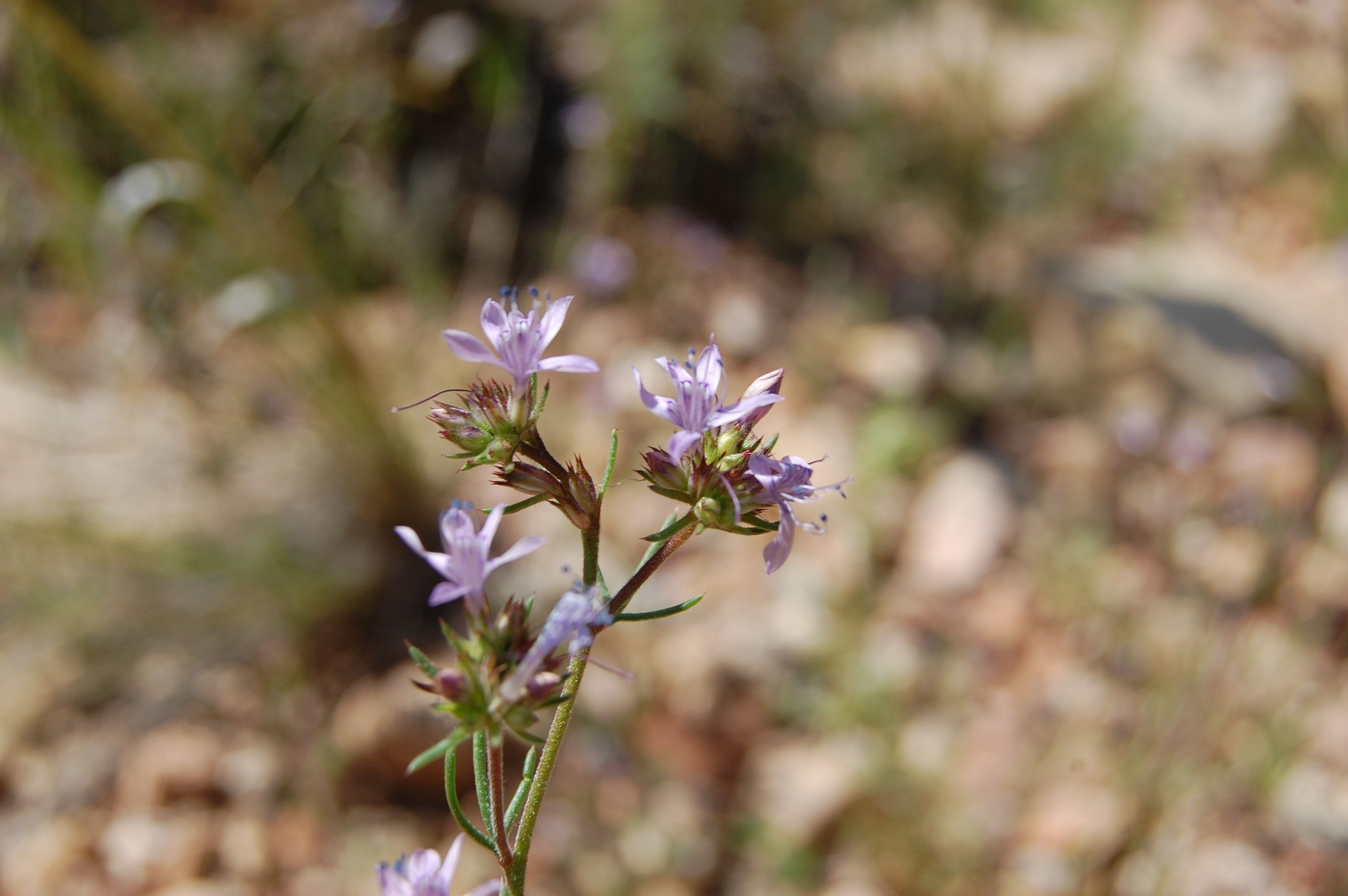 Ipomopsis multiflora subsp. whitingii image