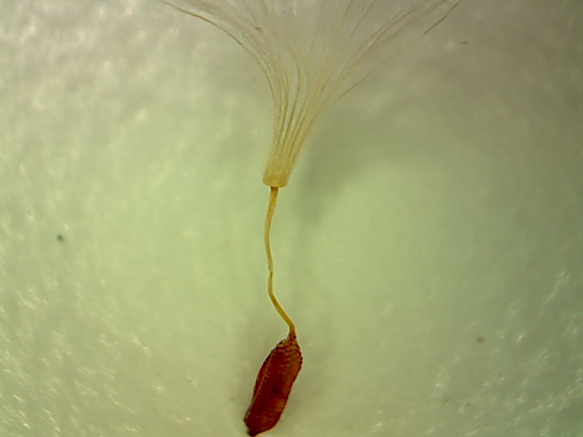 Helminthotheca echioides image