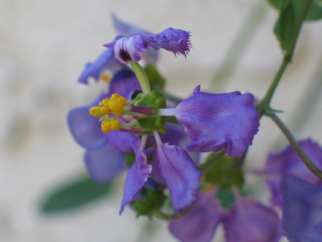 Malpighiaceae image