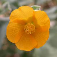 Image of Abutilon palmeri