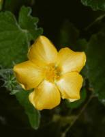 Image of Abutilon parishii