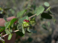 Ayenia microphylla image