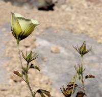 Hibiscus coulteri image