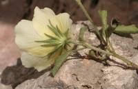 Hibiscus coulteri image