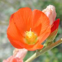 Image of Sphaeralcea ambigua