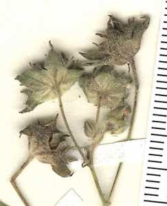 Anoda crenatiflora image