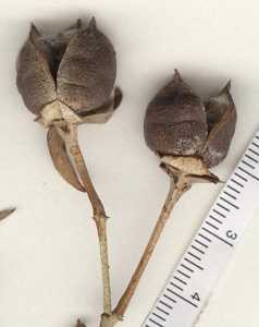 Gossypium thurberi image