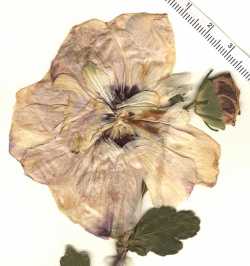 Image of Hibiscus syriacus