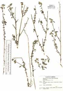 Sida tragiifolia image