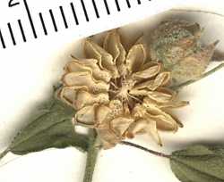 Sphaeralcea hastulata image