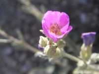 Sphaeralcea ambigua subsp. rosacea image