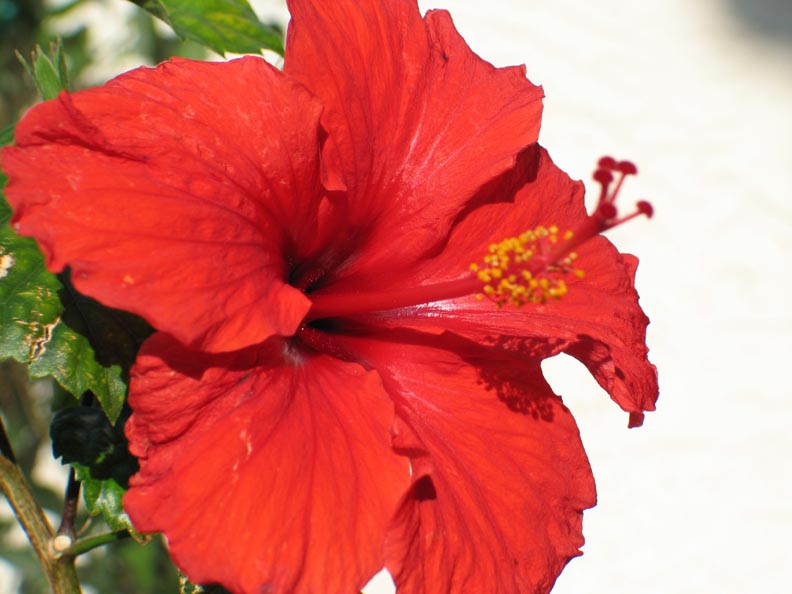 Malvaceae image