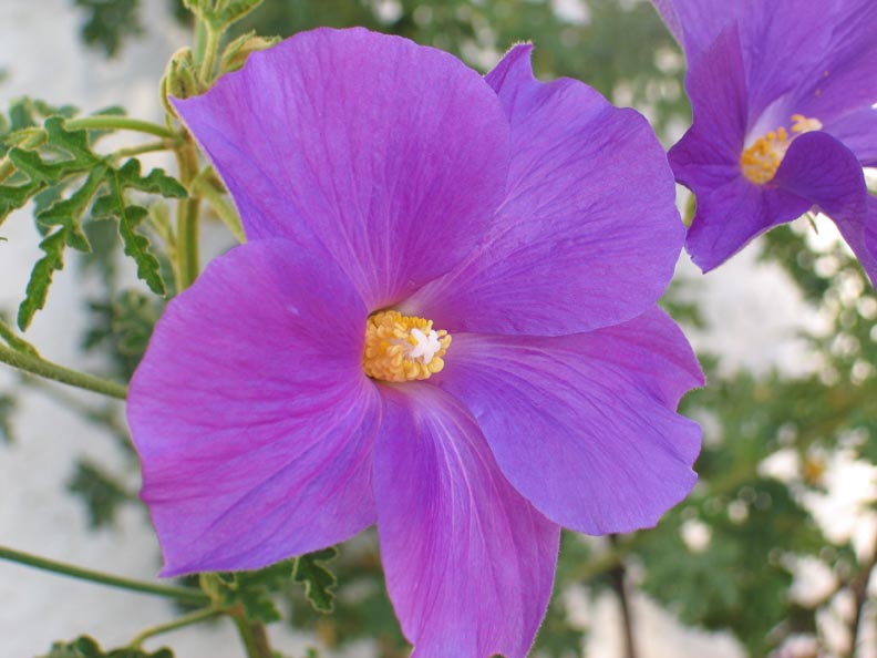 Hibiscus image