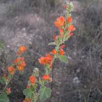 Image of Sphaeralcea parvifolia