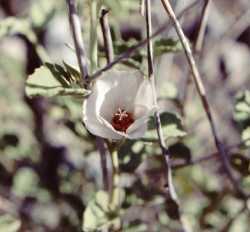 Hibiscus denudatus image