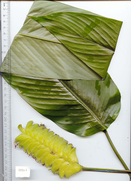 Calathea lasiostachya image