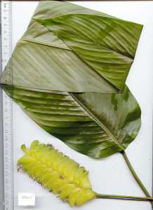 Image of Calathea lasiostachya