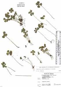 Marsilea mollis image