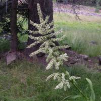 Veratrum californicum image