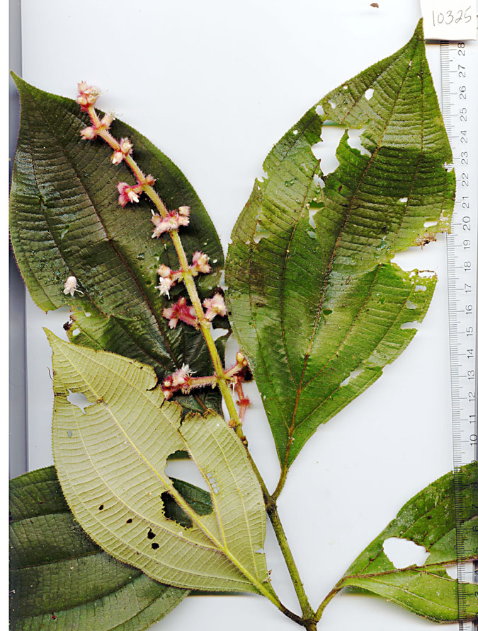 Miconia nervosa image