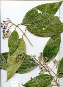 Image of Miconia affinis