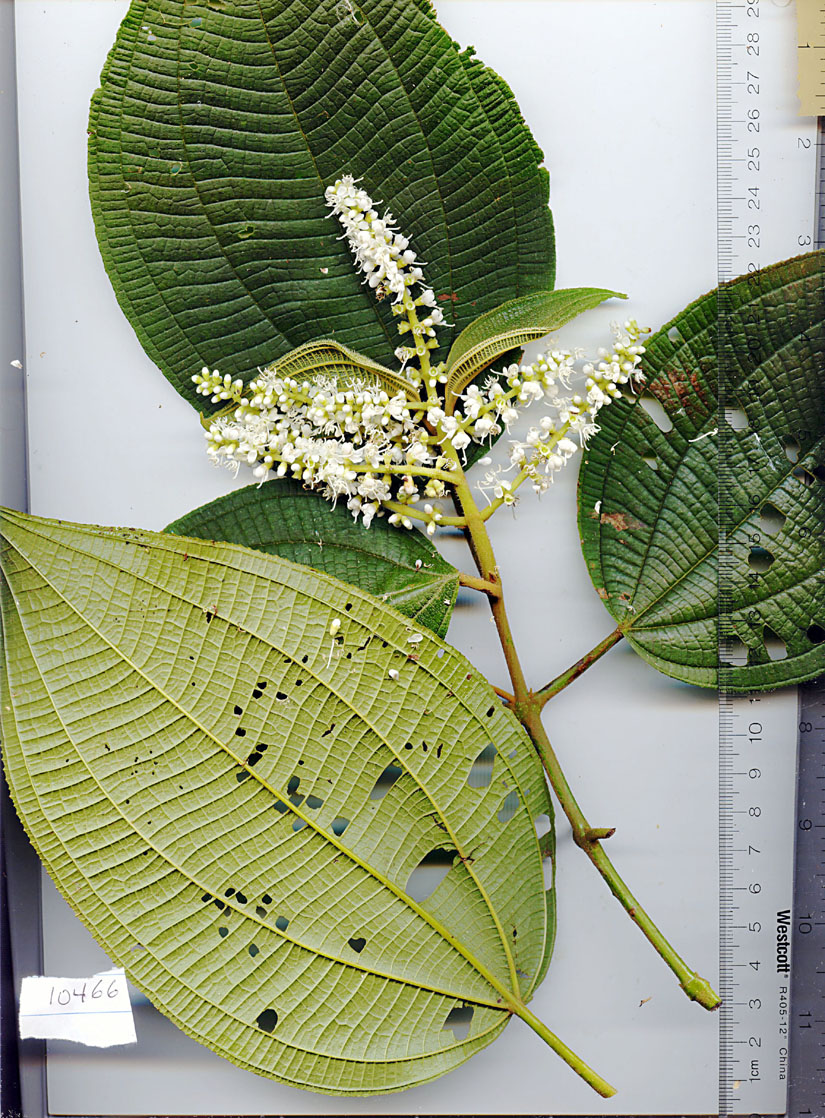 Miconia desmantha image