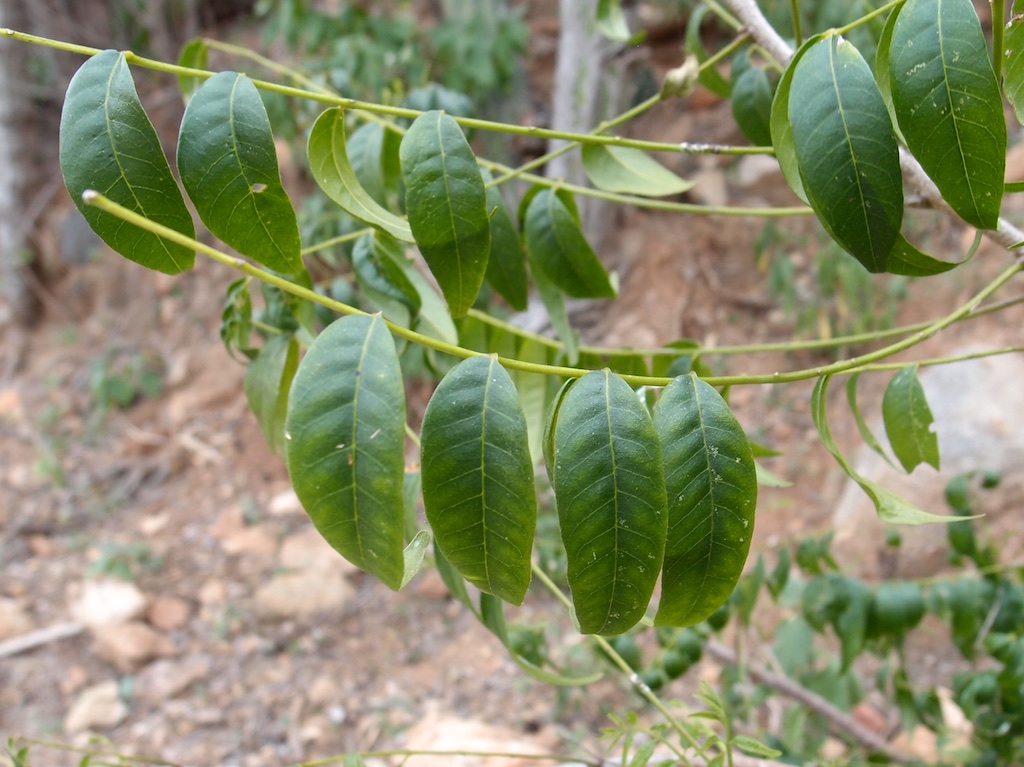 Trichilia hirta image