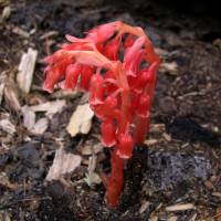 Image of Monotropa hypopithys