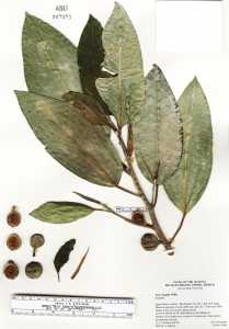 Ficus insipida image