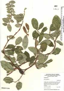 Image of Ficus pumila