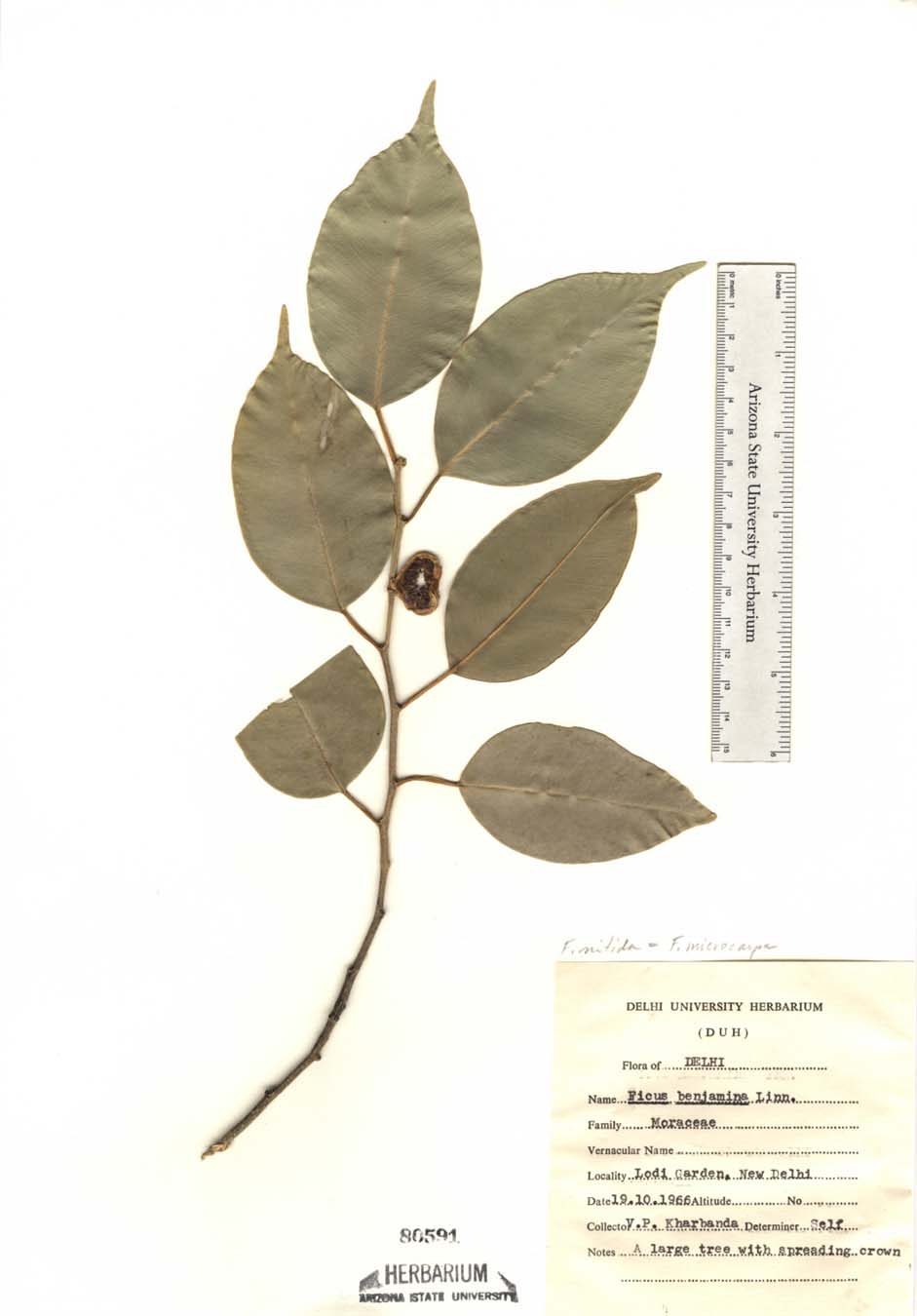 Ficus image