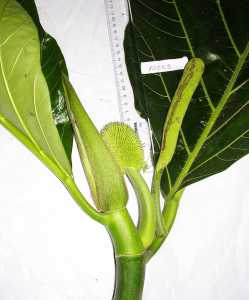 Artocarpus altilis image