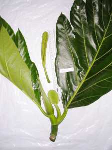 Image of Artocarpus altilis