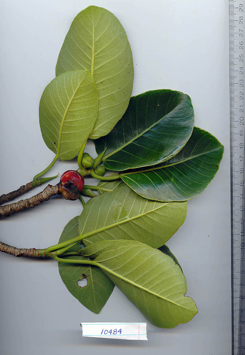 Ficus tuerckheimii image