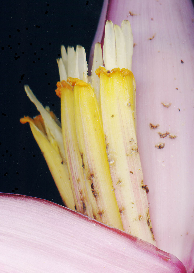 Musaceae image