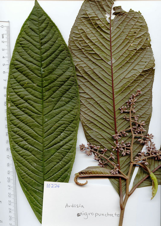 Ardisia image