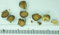 Psidium bahianum image