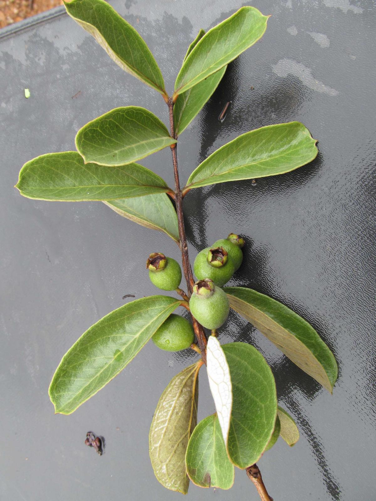 Psidium grandifolium image