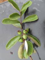 Image of Psidium grandifolium