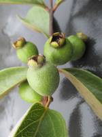 Psidium grandifolium image