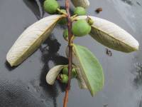 Psidium grandifolium image