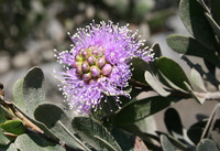 Melaleuca nesophila image