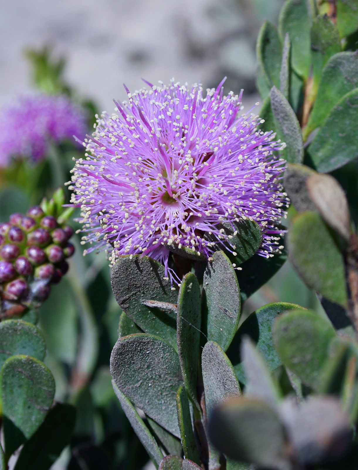 Melaleuca nesophila image