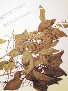 Myrcia multiflora image