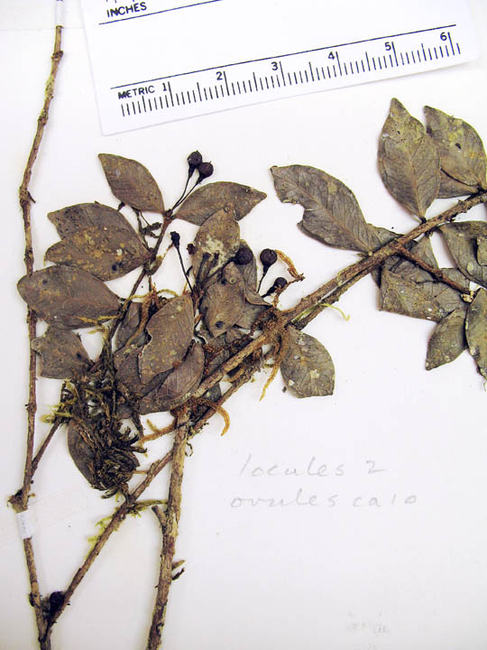 Calycorectes image