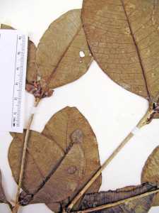 Calycorectes dominicanus image