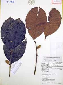 Calycorectes grandifolius image